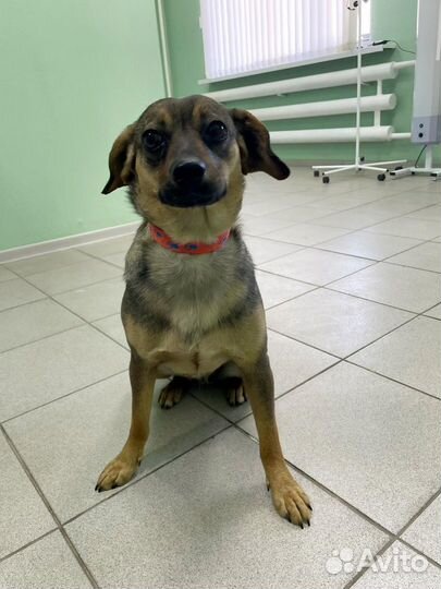 Собака ищет дом