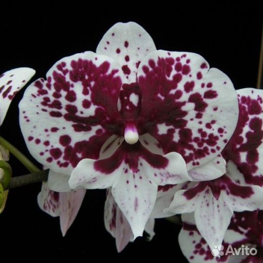 Орхидея фаленопсис сортовые