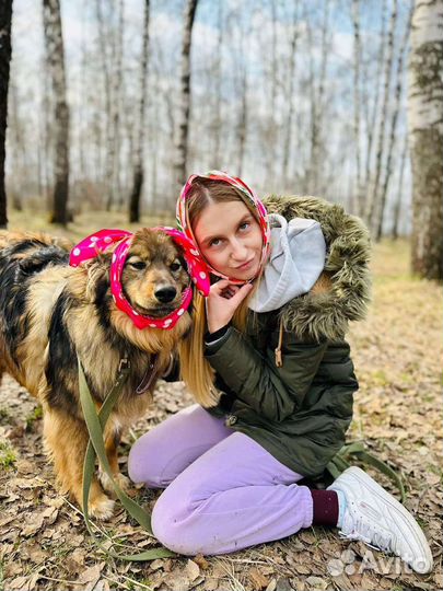 Плюша Рокси идеальная собака