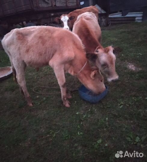 Два бычка одна тёлка