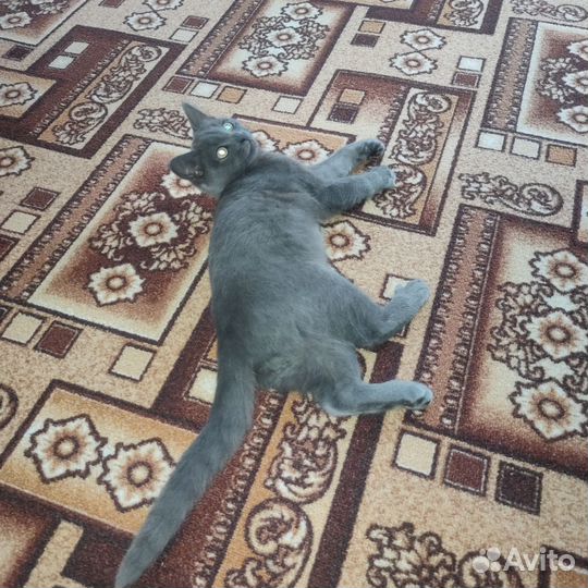 Кот в добрые руки