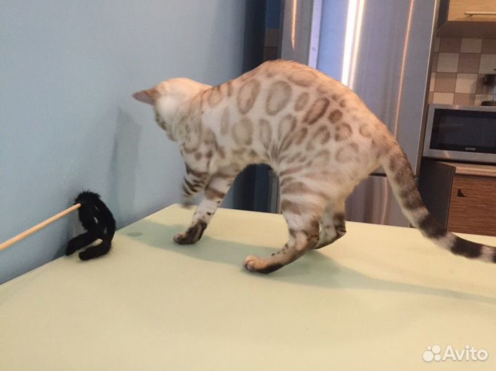 Голубоглазая бенгальская девочка Линкс окраса