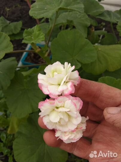 Пеларгония герань сортовая