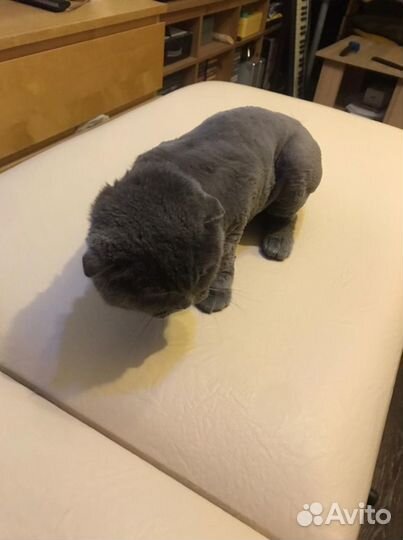 Стрижка гигиеническая собак мелких пород