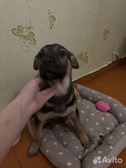 Щенок в добрые руки бесплатно