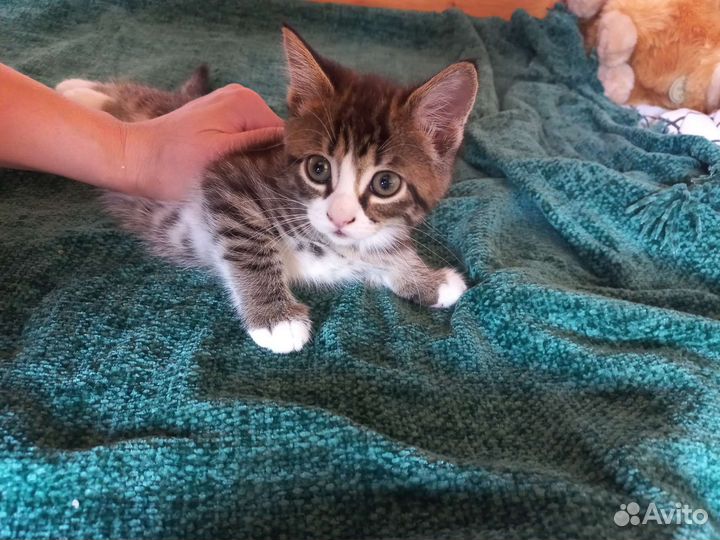 Отдам британскую кошечку в дар