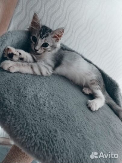 Отдам в добрые руки кошечку