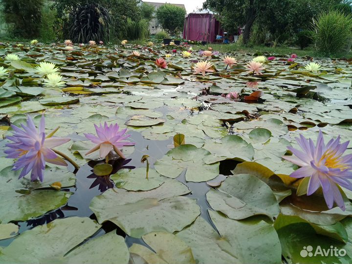 Лилии в пруд (нимфеи, кувшинки)