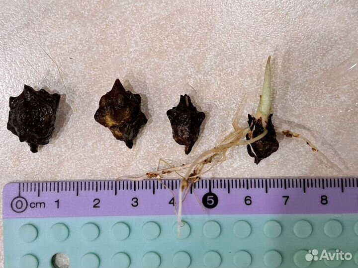 Алоказия Макрориза