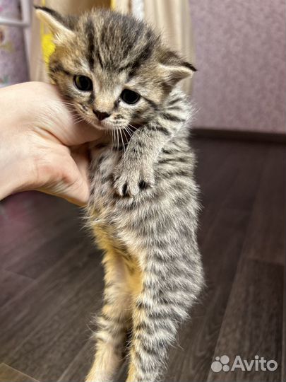 Британские котята