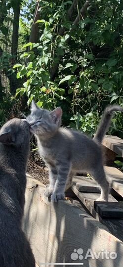 Котенок мальчик