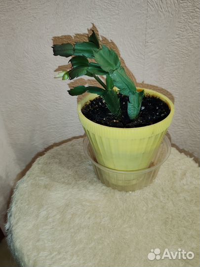 Декабристы жёлтый цветущий (с бутонами)