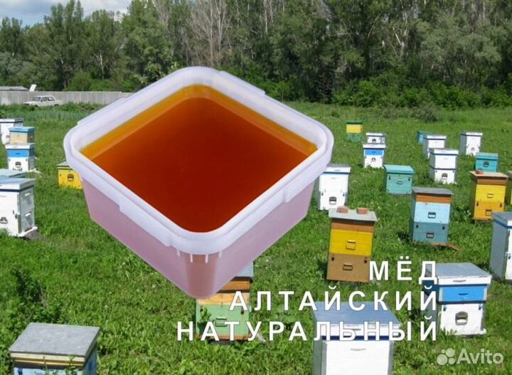 Мёд натуральный алтайский опт