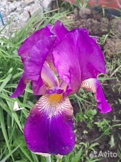 Ирисы бородатые