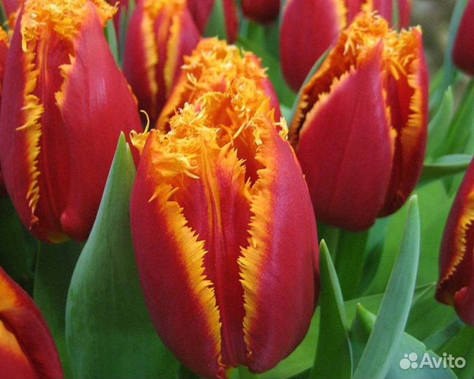 Луковицы тюльпанов