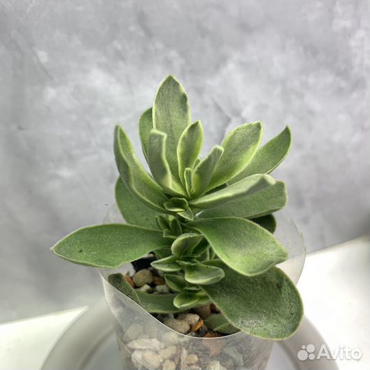 Крассула манимейкер, крассула кучерявая