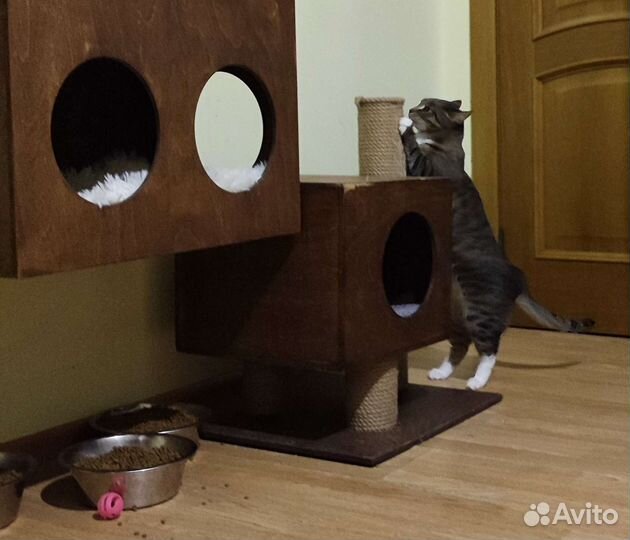 Зеленоглазая красавица в добрые руки