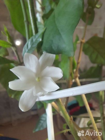 Комнатный жасмин Самбак