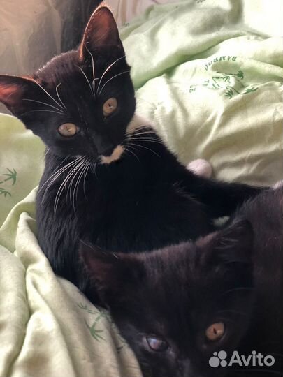 Воспитанный котенок