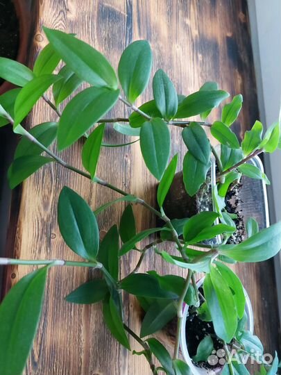 Эпипремнум, хлорофитум, традесканция