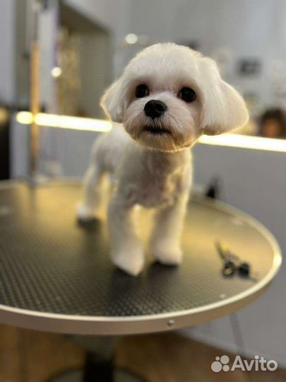 Грумминг для собак