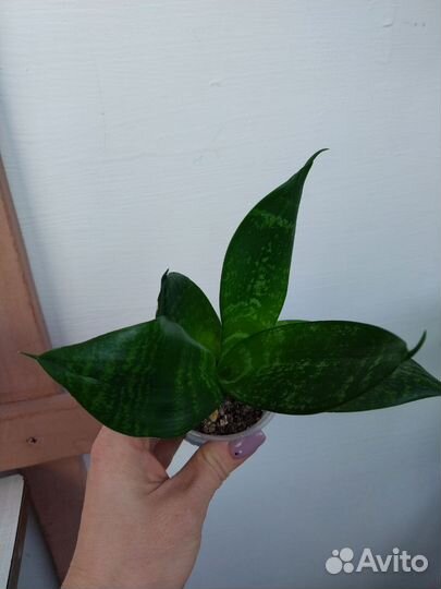 Домашние растения