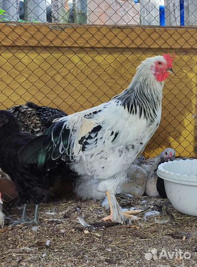 Молодые петухи