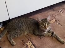 кодировка орехово зуево