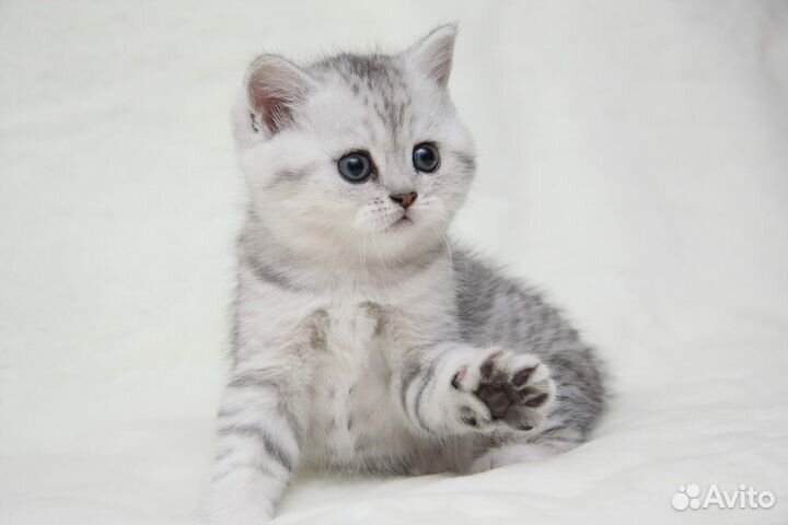 Серебристые котята