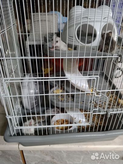 Джунгарский хомяк