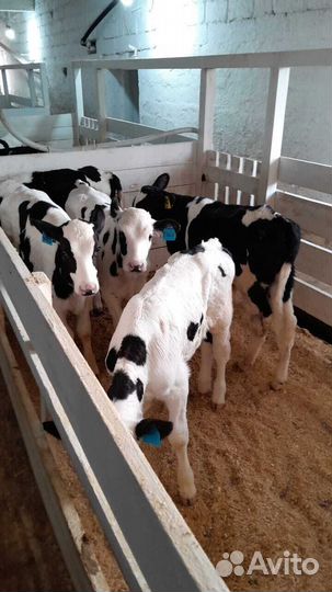 Телята телки бычки бесплатная доставка до двора