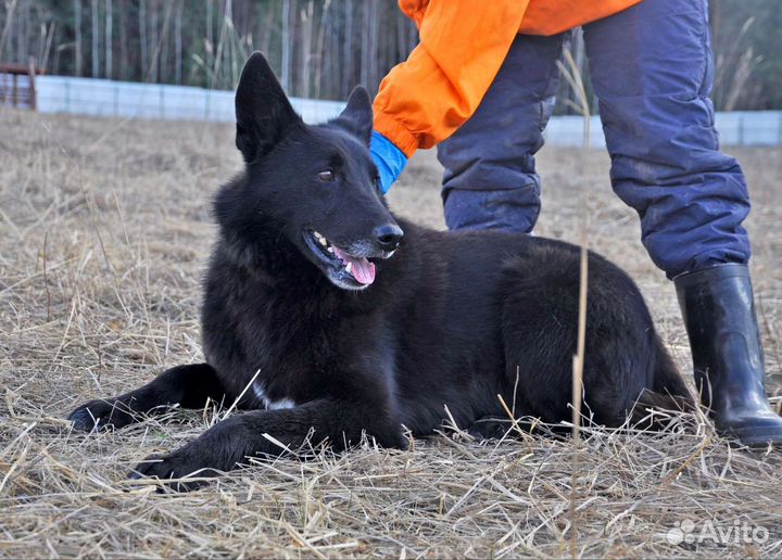 Собака в добрые руки