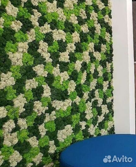 Мох стабилизированный ягель