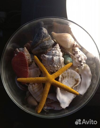 Набор ракушек