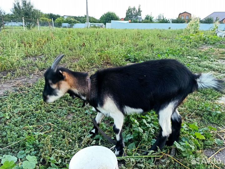 Продам козлят