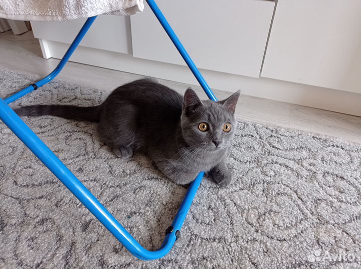 Кот британский