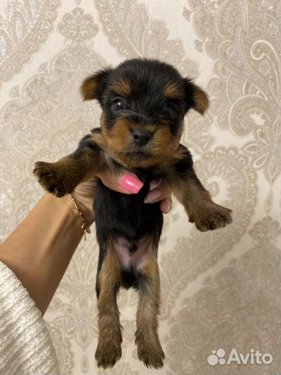 Йоркширский терьер