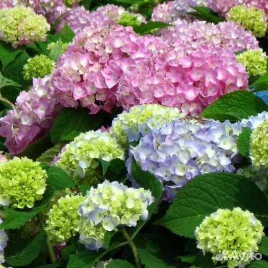 Гортензия бесконечное лето