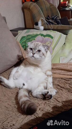 Шотландский вислоухий кот вязка