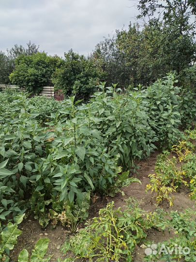 Топинамбур