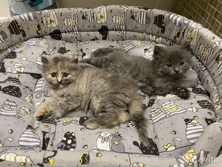 Котята помесь с британцами