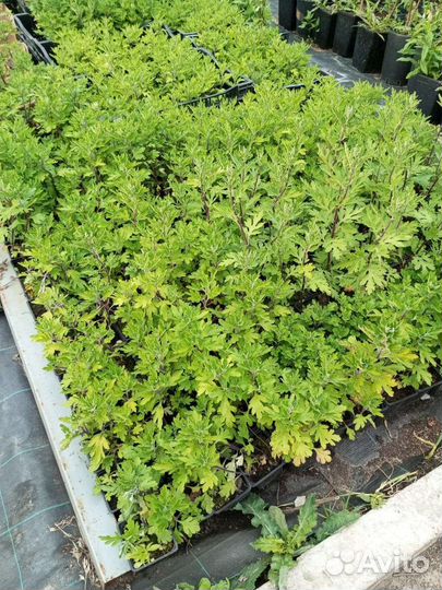 Продажа саженцев