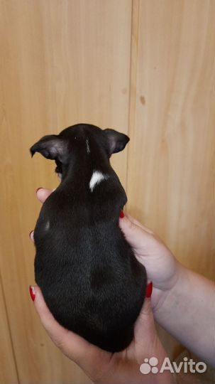 Щенки чихуахуа мини