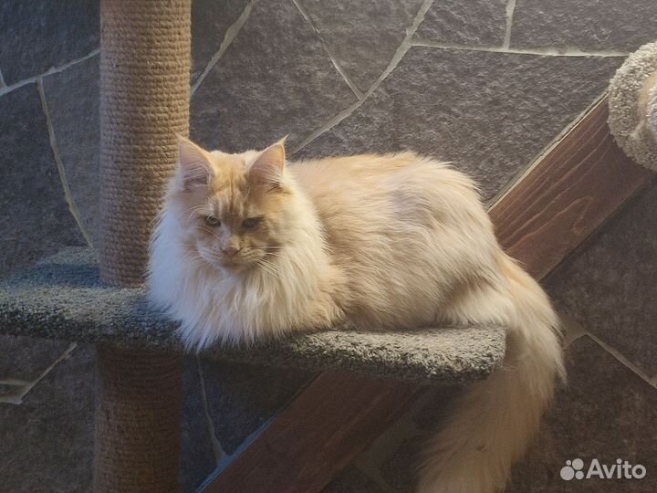 Мейн-кун вязка