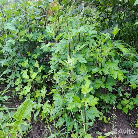 Хризантема корейская Белая, Желтая