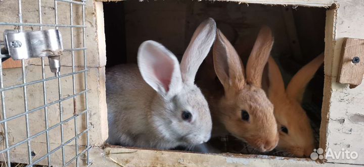 Кролики мясных пород