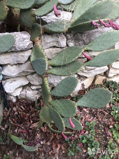 Кактус опунция