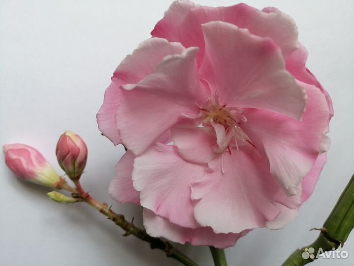 Олеандр ароматный махровый и др. пестролистные