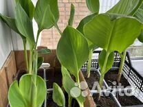 Канны - цветы