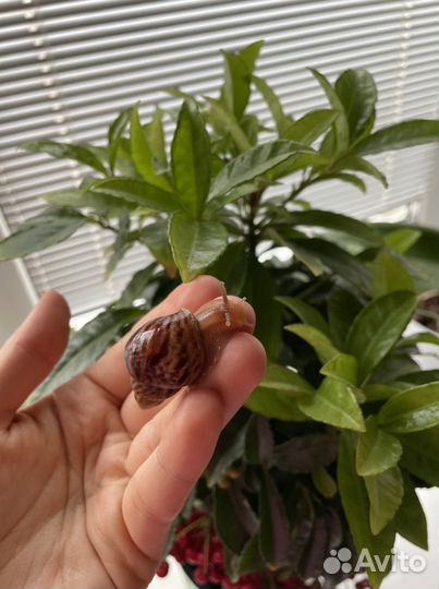 Улитки ахатины иммакулята снимают стресс